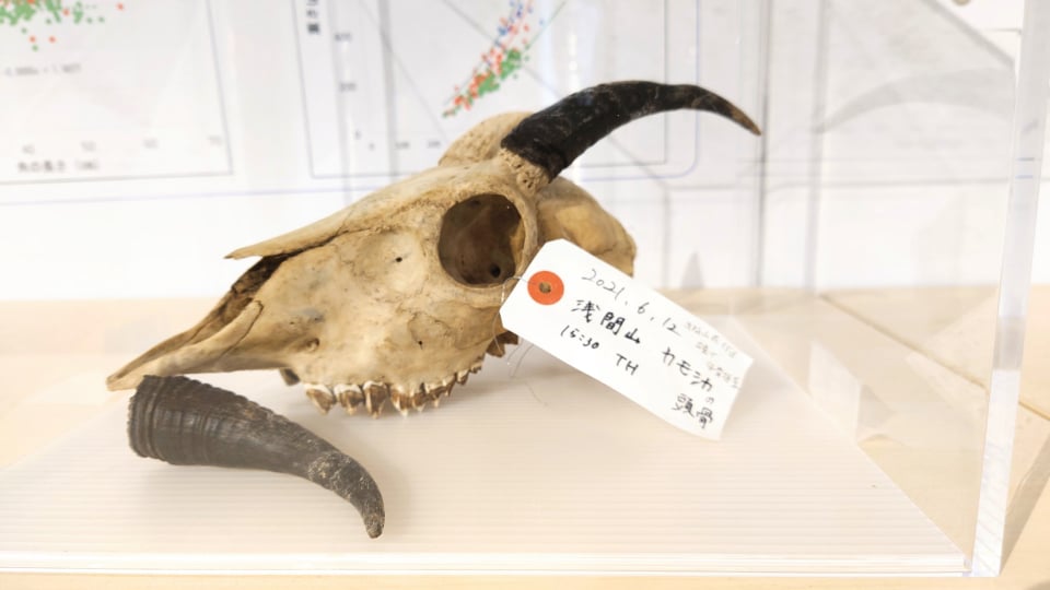 企画展 ニホンジカ - 牡鹿半島ビジターセンター | 宮城県石巻市の牡鹿